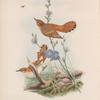 Aëdon galactodes. Rufous Sedge-Warbler.