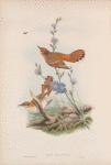 Aëdon galactodes. Rufous Sedge-Warbler.