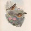 Accentor alpinus. Alpine Accentor.