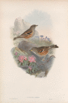 Accentor alpinus. Alpine Accentor.