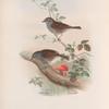 Accentor modularis. Hedge-Accentor, or Hedge-Sparrow.