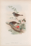 Accentor modularis. Hedge-Accentor, or Hedge-Sparrow.