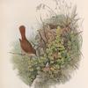 Luscinia philomela. Nightingale.