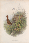 Luscinia philomela. Nightingale.