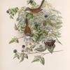 Sylvia cinerea. Whitethroat.