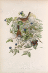 Sylvia cinerea. Whitethroat.