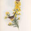 Melizophilus provincialis. Dartford Warbler.