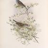 Curruca atricapilla. Blackcap.
