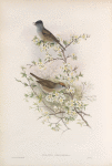 Curruca atricapilla. Blackcap.