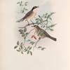 Curruca orphea. Orphean Warbler.
