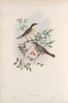 Curruca orphea. Orphean Warbler.
