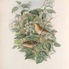 Curruca hortensis. Garden Warbler.