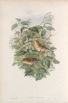 Curruca hortensis. Garden Warbler.