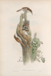 Certhia familiaris. Tree-Creeper.