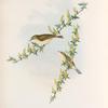 Phyllopneuste trochilus. Willow-Wren.