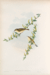 Phyllopneuste trochilus. Willow-Wren.