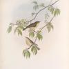 Phyllopneuste rufa. Chiff-chaff.