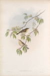 Phyllopneuste rufa. Chiff-chaff.