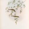 Reguloïdes superciliosus. Yellow-browed Warbler.
