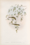 Reguloïdes superciliosus. Yellow-browed Warbler.