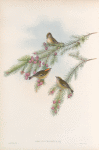 Regulus cristatus. Golden-crested Wren, or Kinglet.