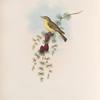 Ficedula hypolais. Melodious Warbler.