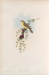 Ficedula hypolais. Melodious Warbler.