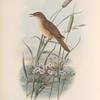 Acrocephalus turdoïdes. Thrush-Warbler.