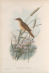 Acrocephalus turdoïdes. Thrush-Warbler.