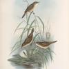 Calamoherpe arundinacea. Reed-Warbler.