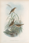 Calamoherpe arundinacea. Reed-Warbler.