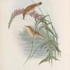 Calamoherpe palustris. Marsh-Warbler.