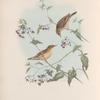 Calamodyta aquatica. Aquatic Warbler.