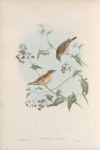 Calamodyta aquatica. Aquatic Warbler.