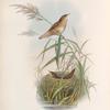Lusciniopsis luscinioides. Savi's Warbler.