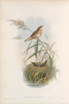 Lusciniopsis luscinioides. Savi's Warbler.