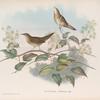 Locustella avicula. Grasshopper Warbler.