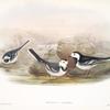 Motacilla Yarrelli. Pied Wagtail.