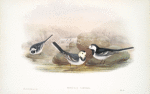 Motacilla Yarrelli. Pied Wagtail.