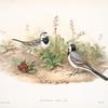 Motacilla alba. White Wagtail.