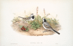Motacilla alba. White Wagtail.