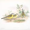 Budytes flava. Grey-headed Wagtail.