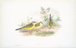 Budytes flava. Grey-headed Wagtail.