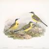 Budytes cinereocapilla. Grey-capped Wagtail.