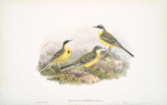 Budytes cinereocapilla. Grey-capped Wagtail.
