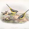 Calobates sulphurea. (Summer plumage). Grey Wagtail .