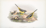 Calobates sulphurea. (Summer plumage). Grey Wagtail .