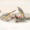 Calobates sulphurea. (Winter plumage) Grey Wagtail.