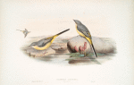 Calobates sulphurea. (Winter plumage) Grey Wagtail.