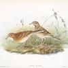 Anthus Richardi. Richard's Pipit.